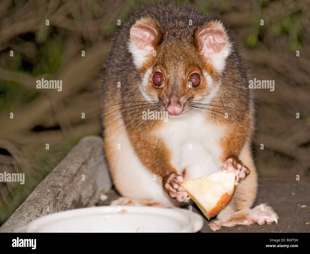 Possum taken by flash in total darkness while eating Stock Photo