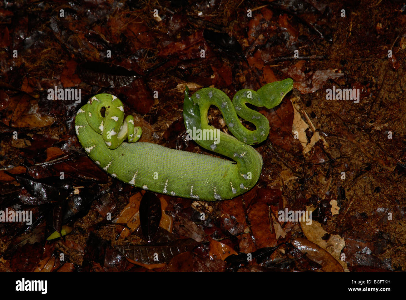 Emerald Tree Boa (Corallus caninus) on leaf-strewn ground after eating a rat Stock Photo