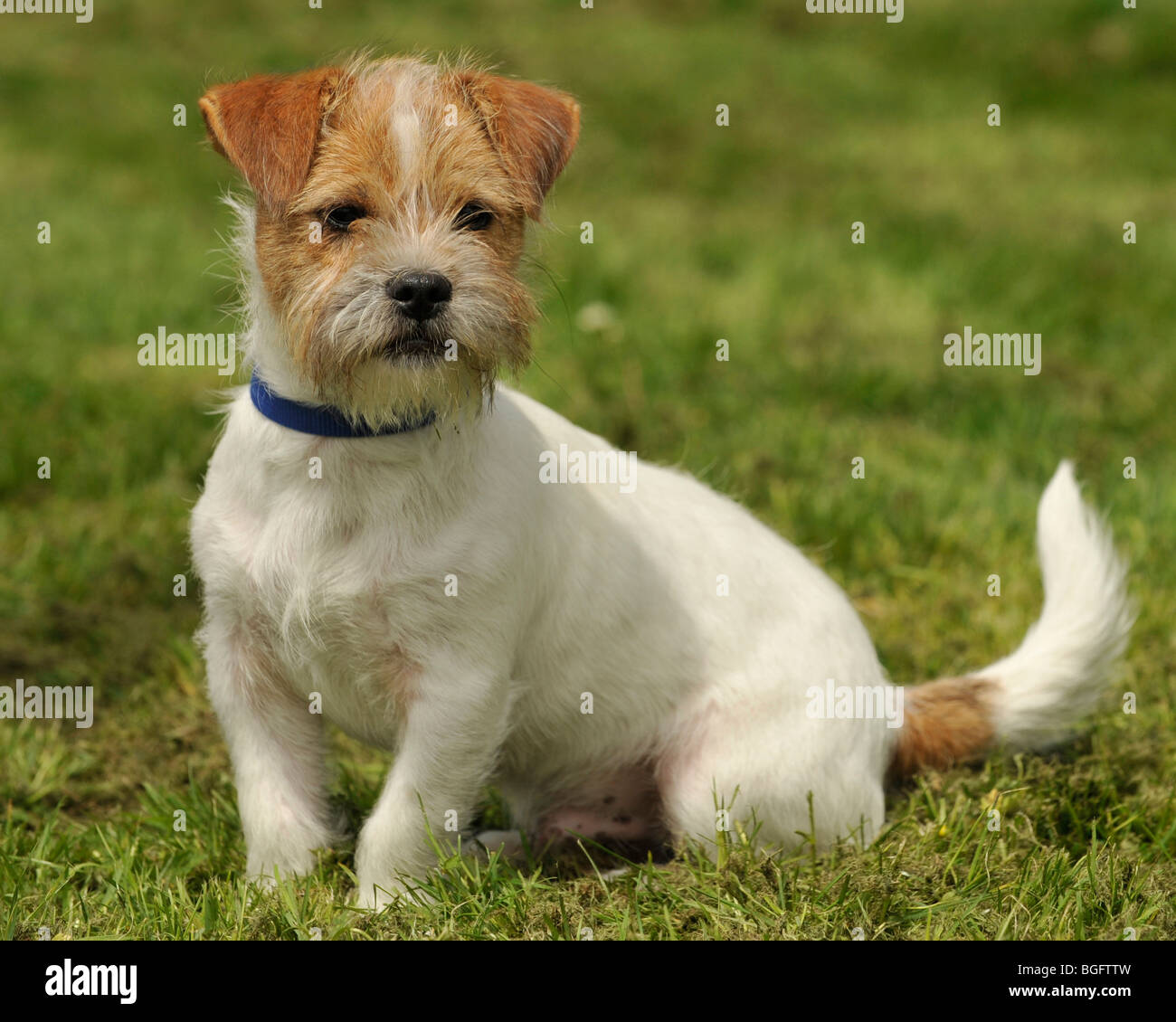 Wire Haired Jack Russell Stock Photos Wire Haired Jack Russell