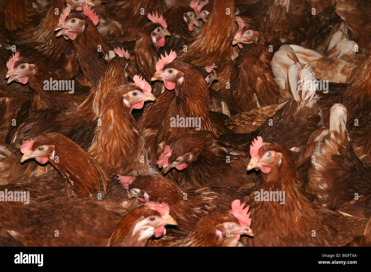 Barn Kept Hens For Egg Production Stock Photo Alamy