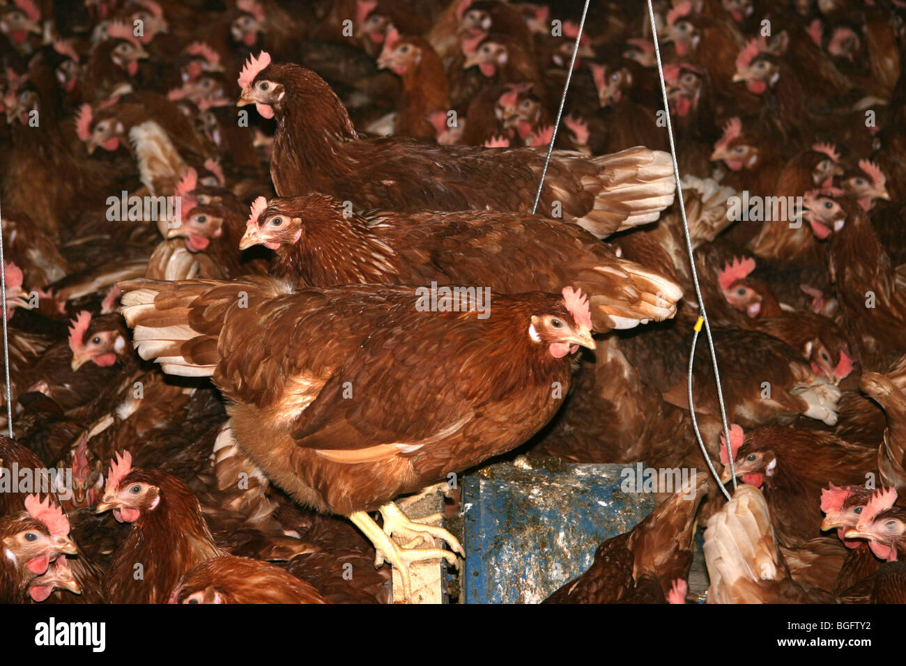 Barn Kept Hens For Egg Production Stock Photo