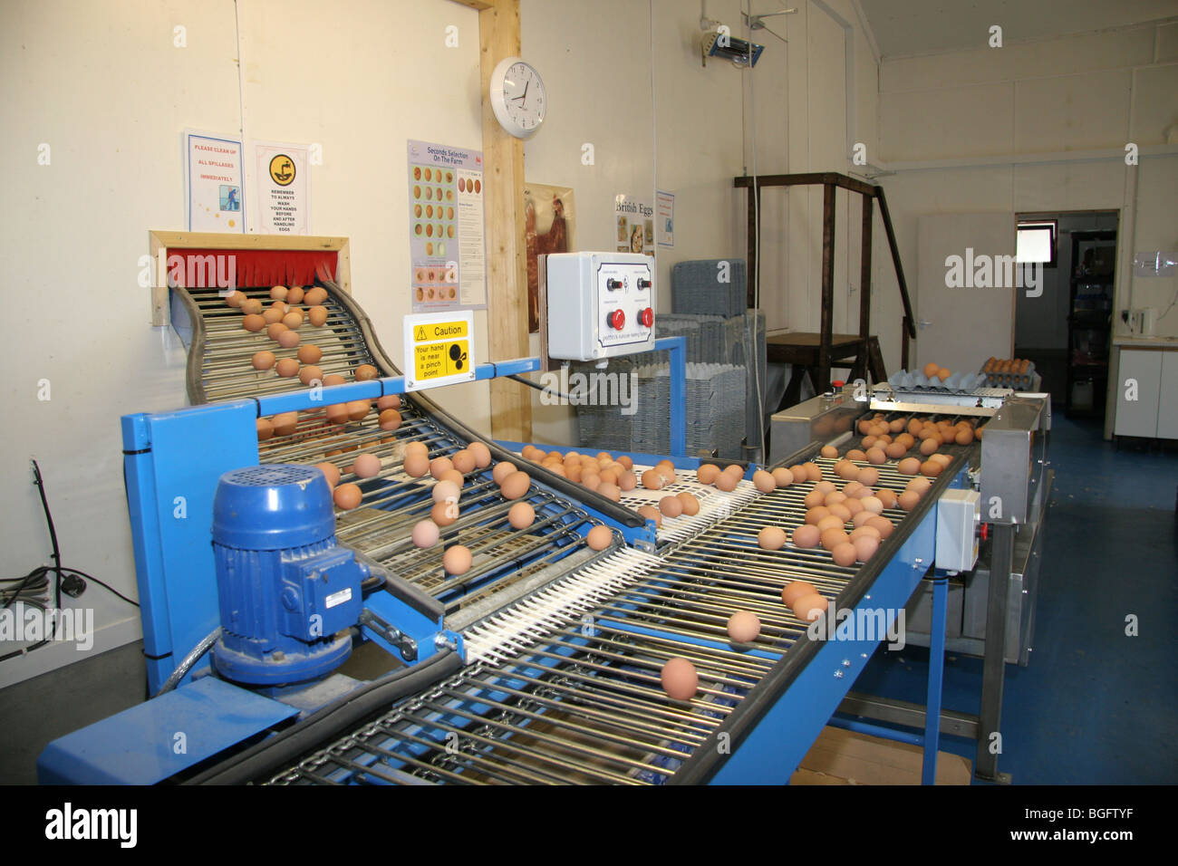 Eggs on the Packing Line From Barn Kept Hens Stock Photo