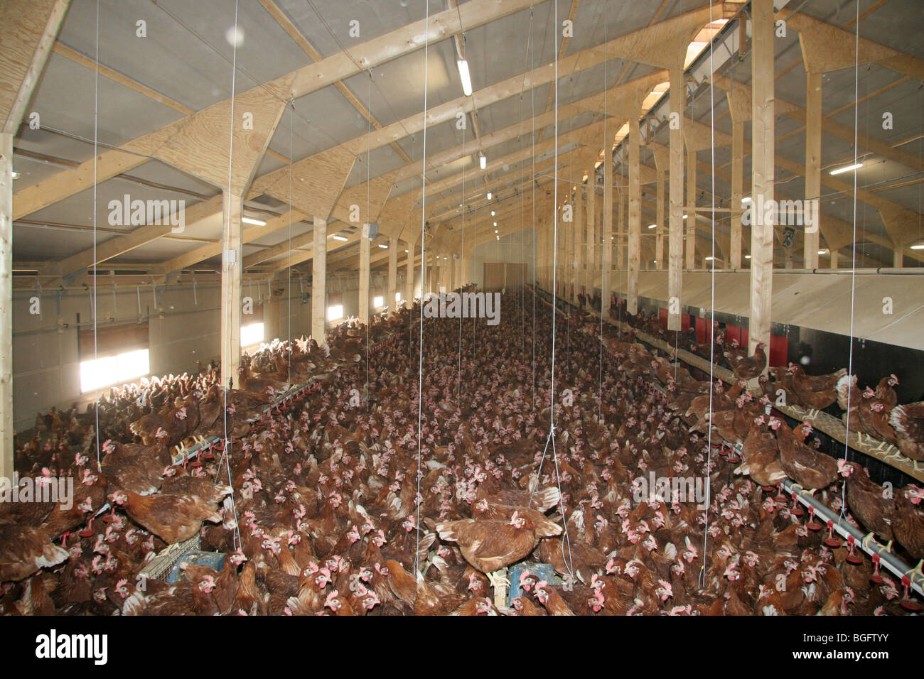 Barn Kept Hens For Egg Production Stock Photo