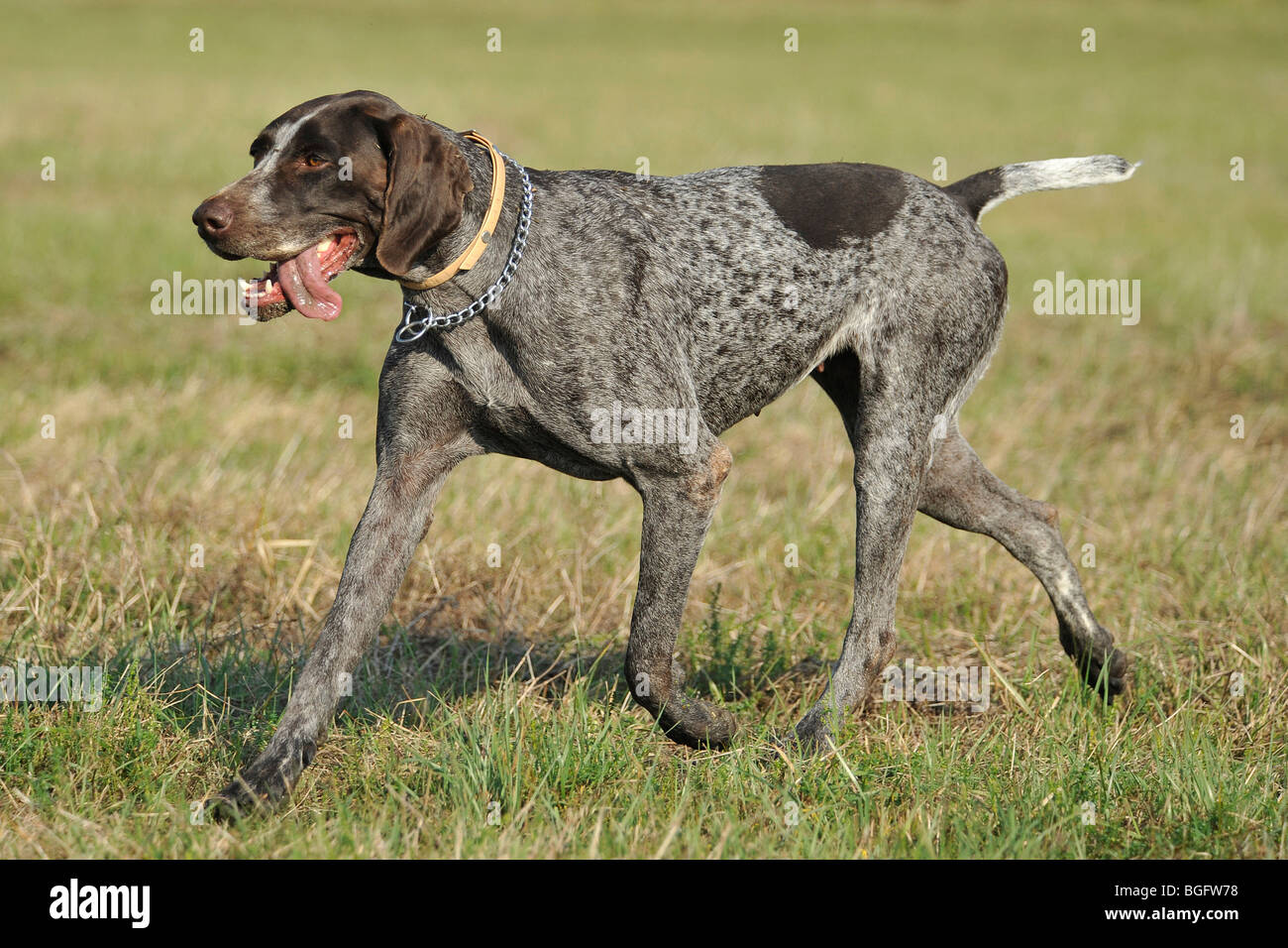 german shorthaired pointer Stock Photo - Alamy