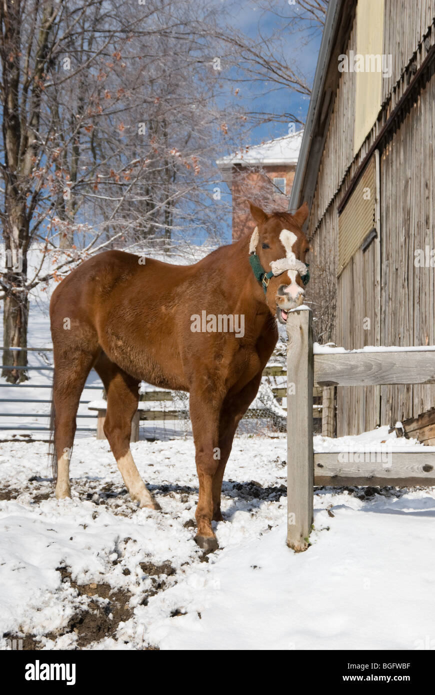 Horse chewing and pulling on wooden fence post, a bad destructive habit