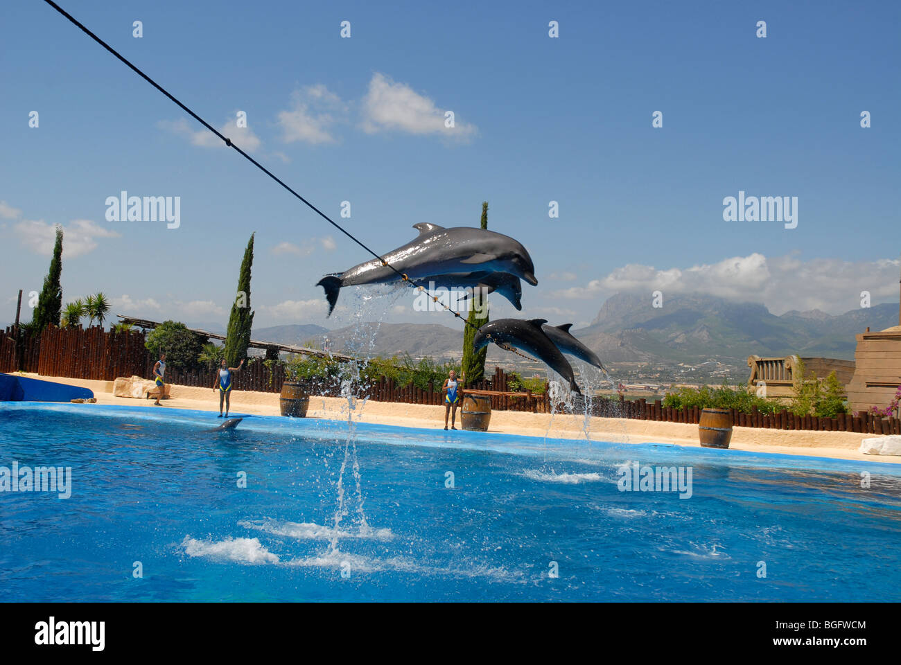 performing dolphins jumping over rope, Dolphin Show, Mundomar, Benidorm, Alicante Province, Comunidad Valenciana, Spain Stock Photo