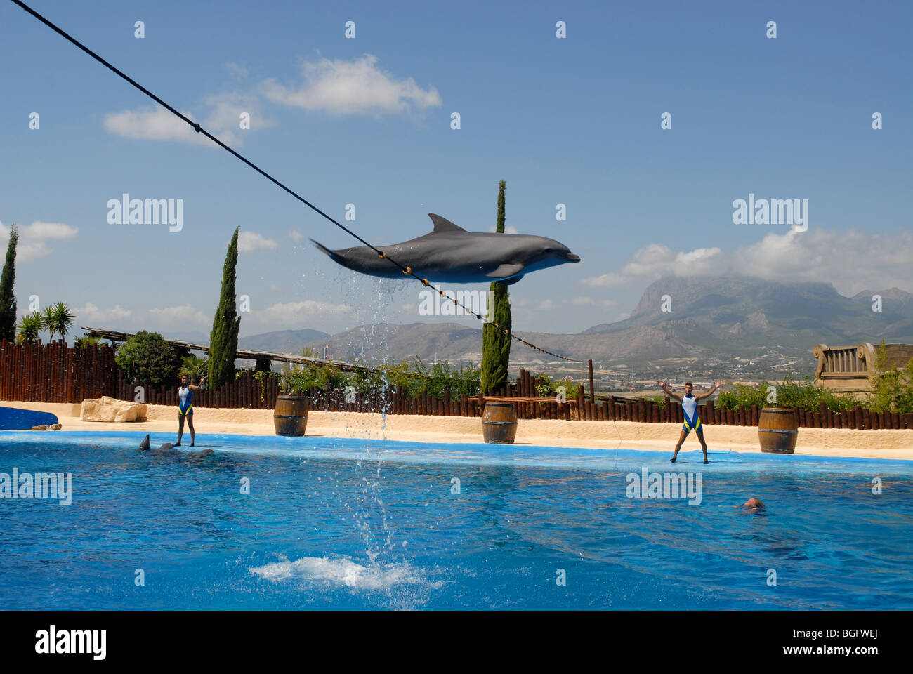 performing dolphin jumping over  rope, Dolphin Show, Mundomar, Benidorm, Alicante Province, Comunidad Valenciana, Spain Stock Photo