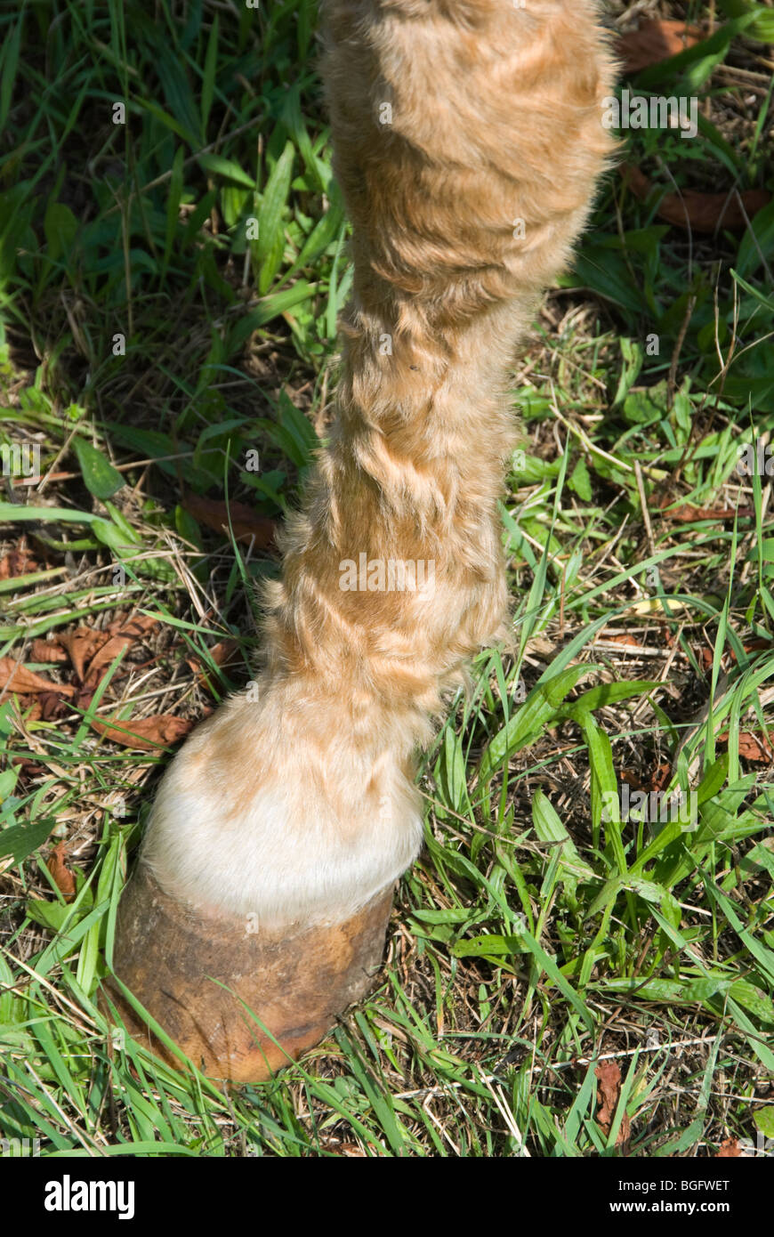 Left foreleg hoof of a Palomino horse with Cushing's Disease and