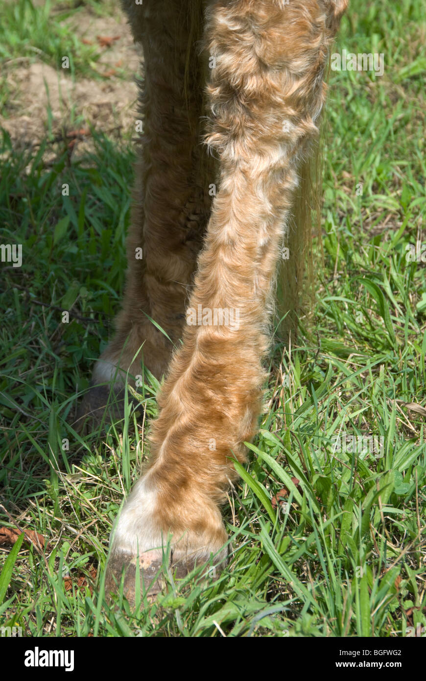 Left hind leg of a Palomino horse with Cushing's Disease and malnutrition, a seriously ill animal. Stock Photo