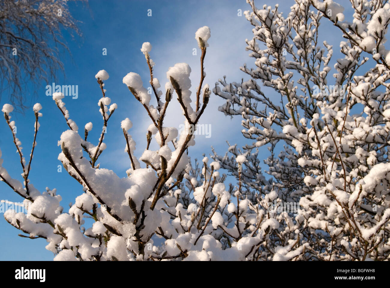 A winter scene with snow all around. Stock Photo