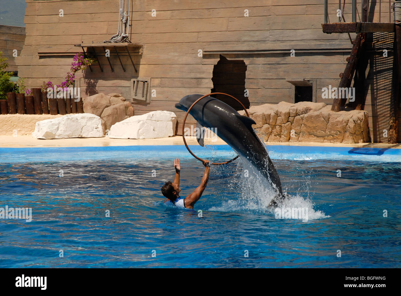 Performing Dolphin Jumping Through Hoop Dolphin Show Mundomar Benidorm Alicante Province