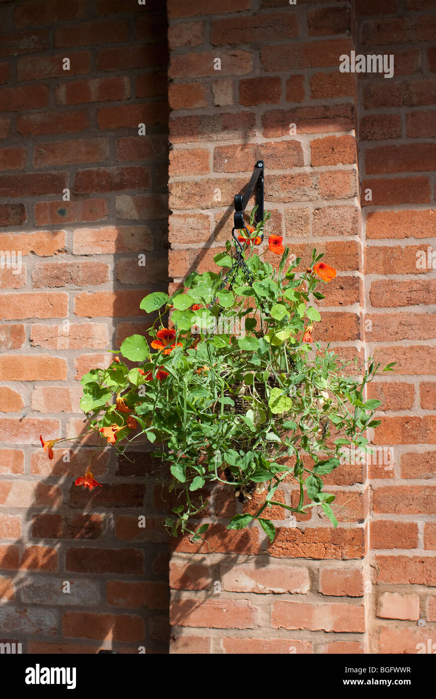 a hanging basket against a brick wall Stock Photo