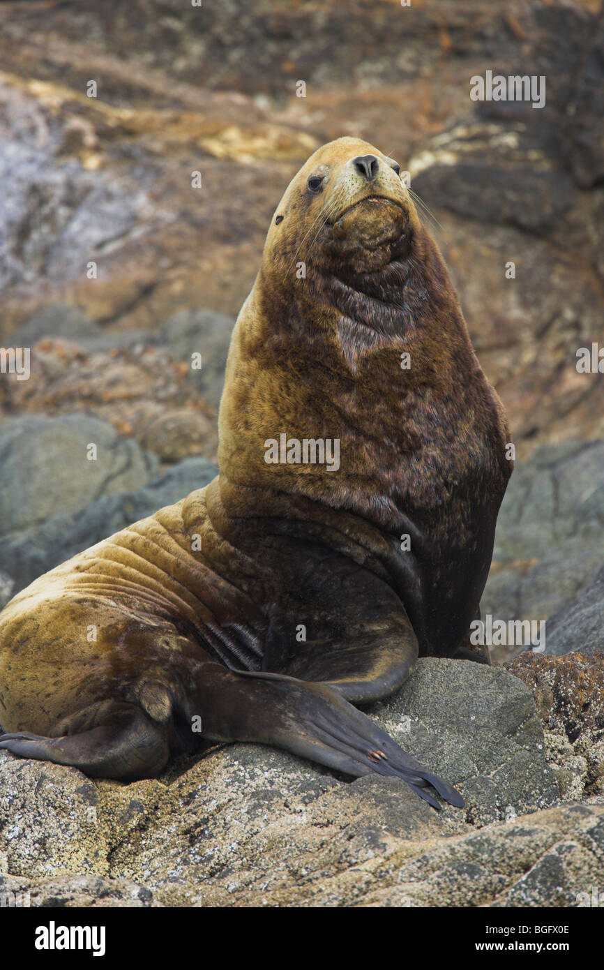 California Sea Lion Zalophus californianus male hauled out on rock near Ucluelet, Vancouver Island in September. Stock Photo