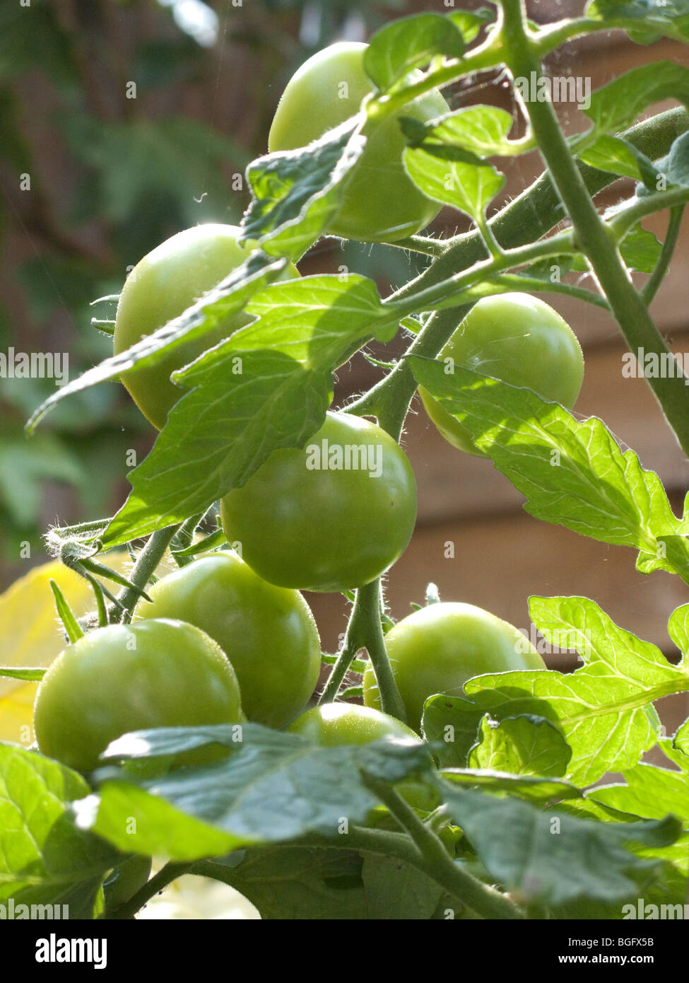 Green tomatoes on the vine hi-res stock photography and images - Alamy