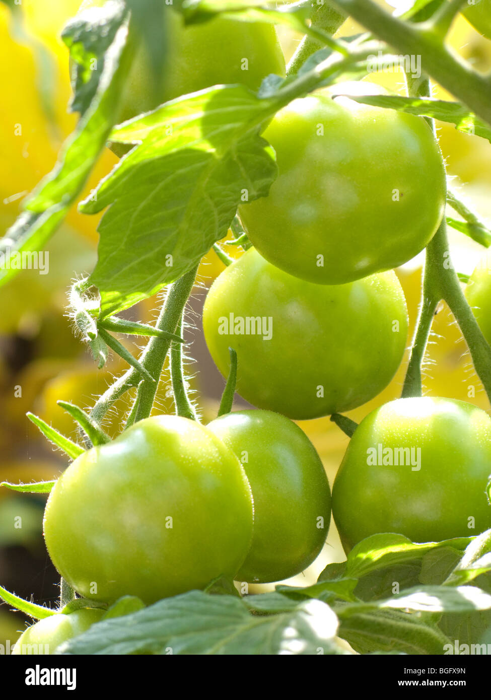 Green tomatoes on the vine Stock Photo - Alamy