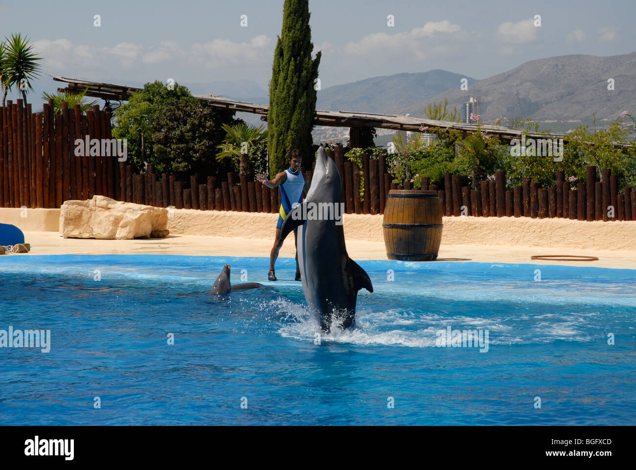 performing dolphin and trainer, Dolphin Show, Mundomar, Benidorm, Alicante Province, Comunidad Valenciana, Spain Stock Photo