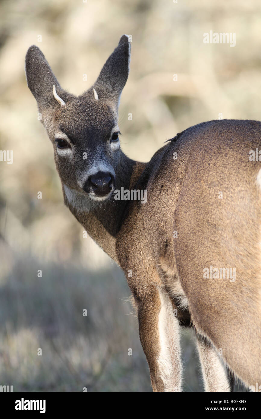 Blacktailed deer in Oregon Stock Photo Alamy