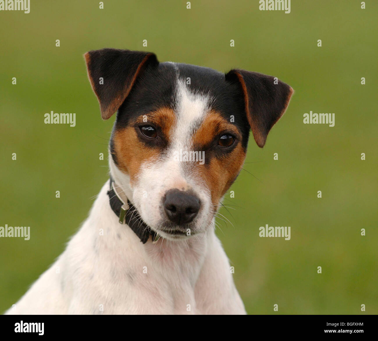 jack russell terrier dog Stock Photo