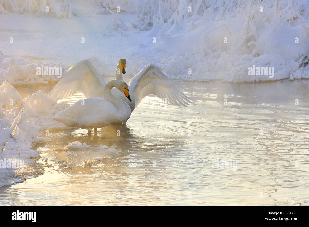 Swans in winter light Stock Photo
