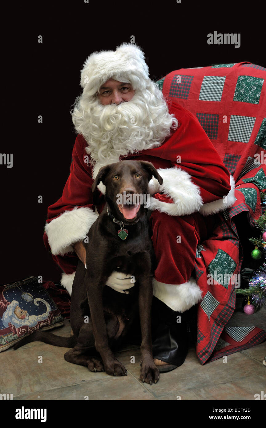 labrador santa costume