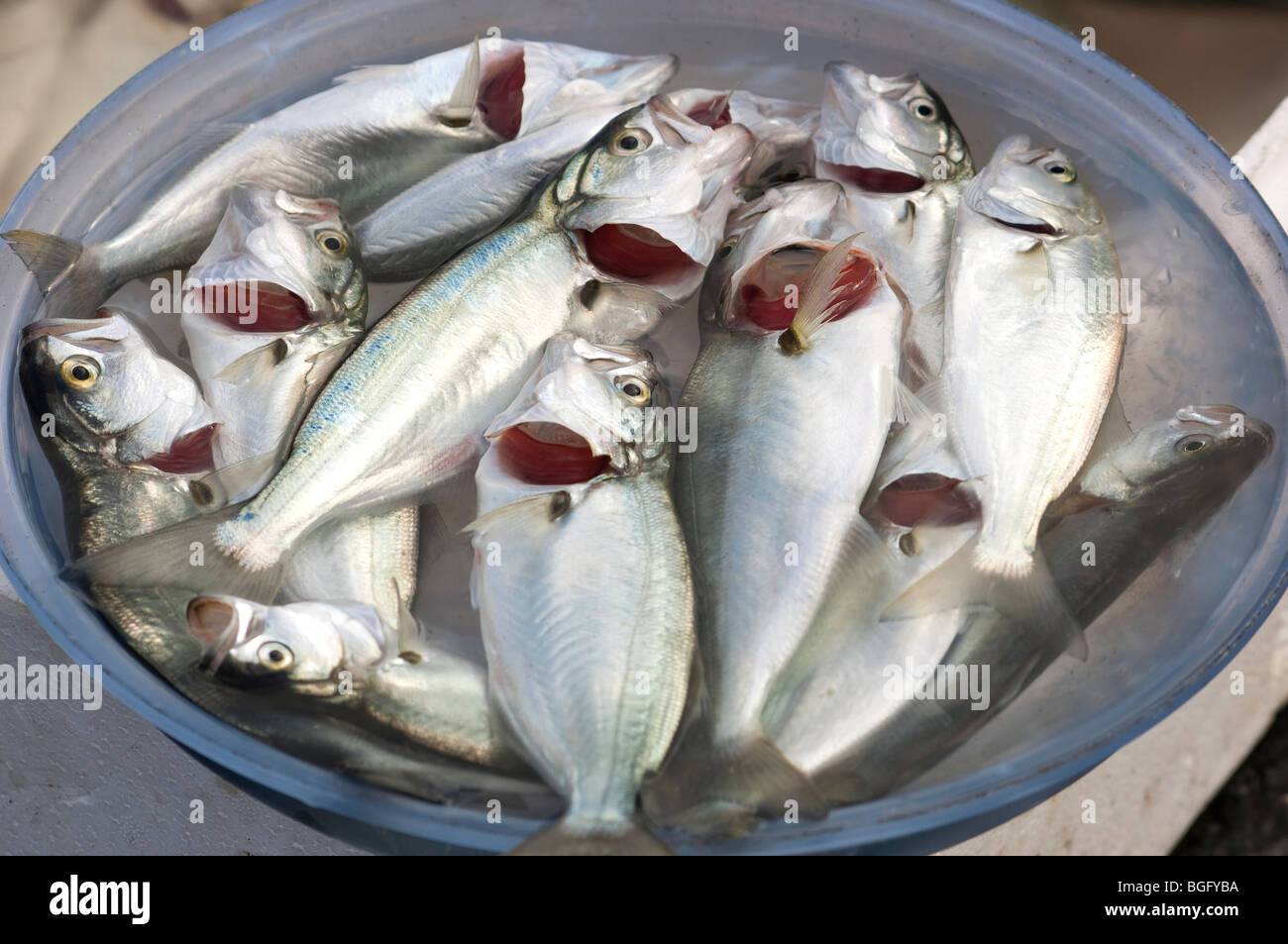 Fish, freshly caught form the Bosphorus, Istanbul, Turkey Stock Photo
