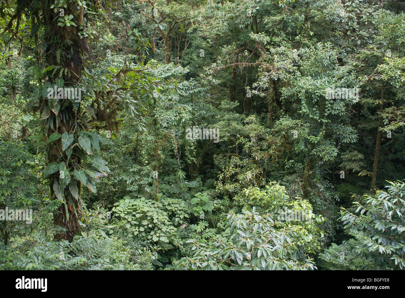 Tropical jungle rainforest nature hi-res stock photography and images ...