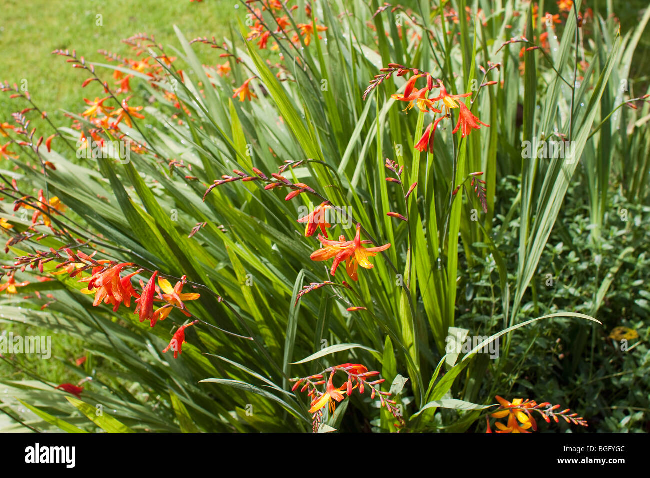 Flowers And Plants In A Country Cottage Garden Stock Photo