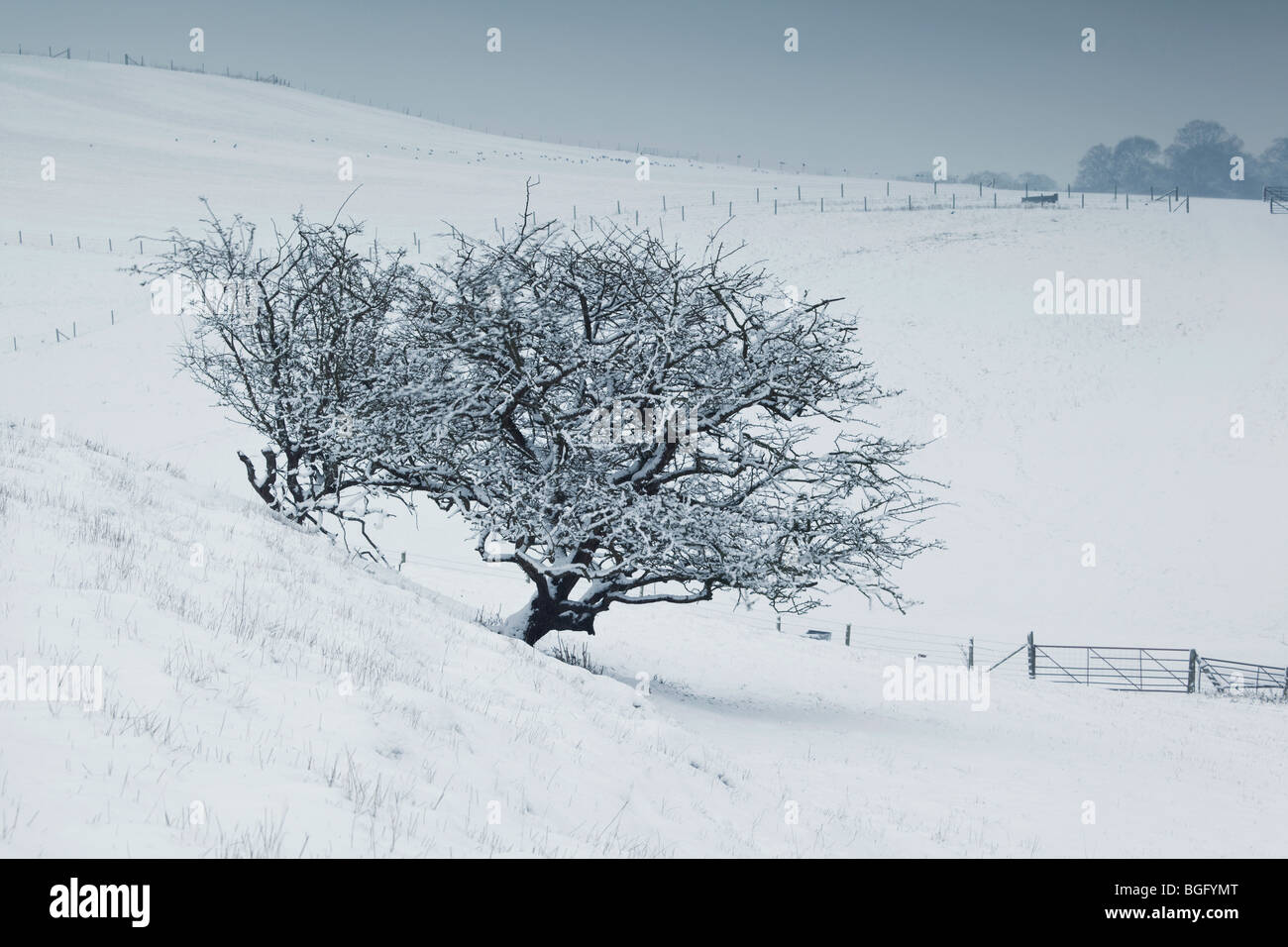 A Hawthorn tree in a snowy downland landscape Stock Photo