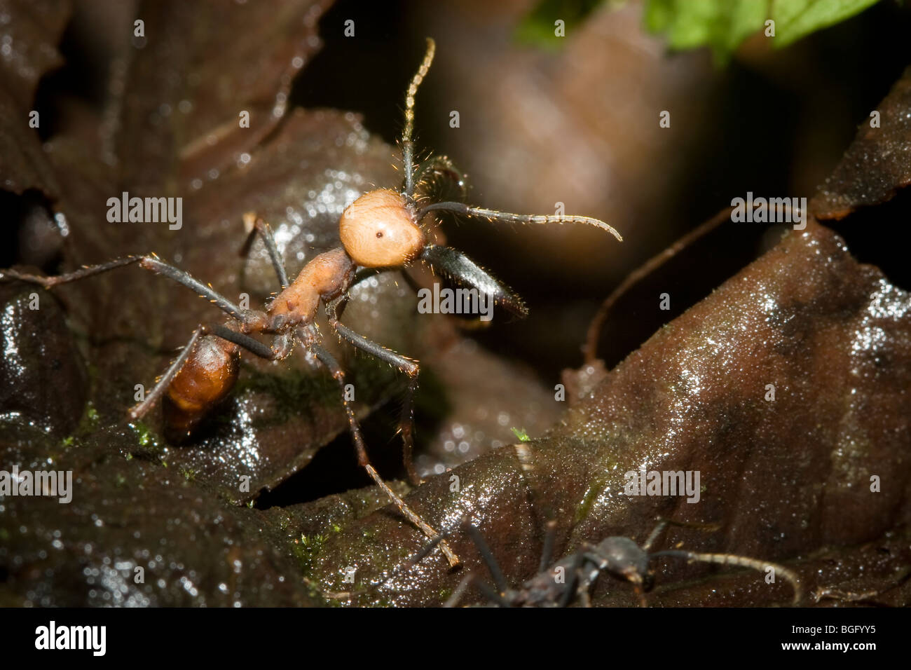 An army ant soldier bares its formidable jaws. Order Hymenoptera, family Formicidae. Photographed in Costa Rica. Stock Photo