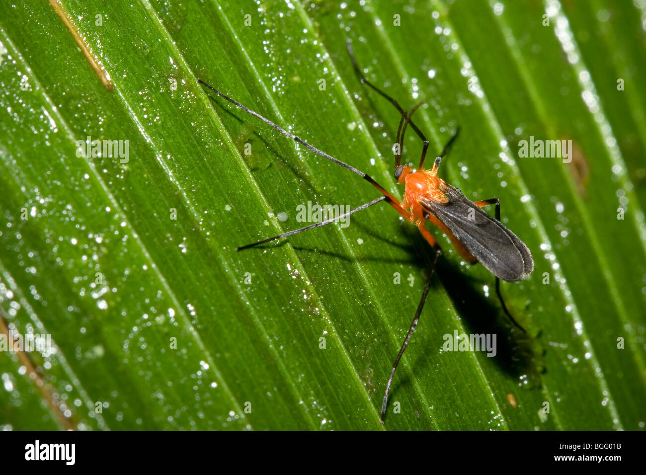 Tropical Dipteran. Stock Photo