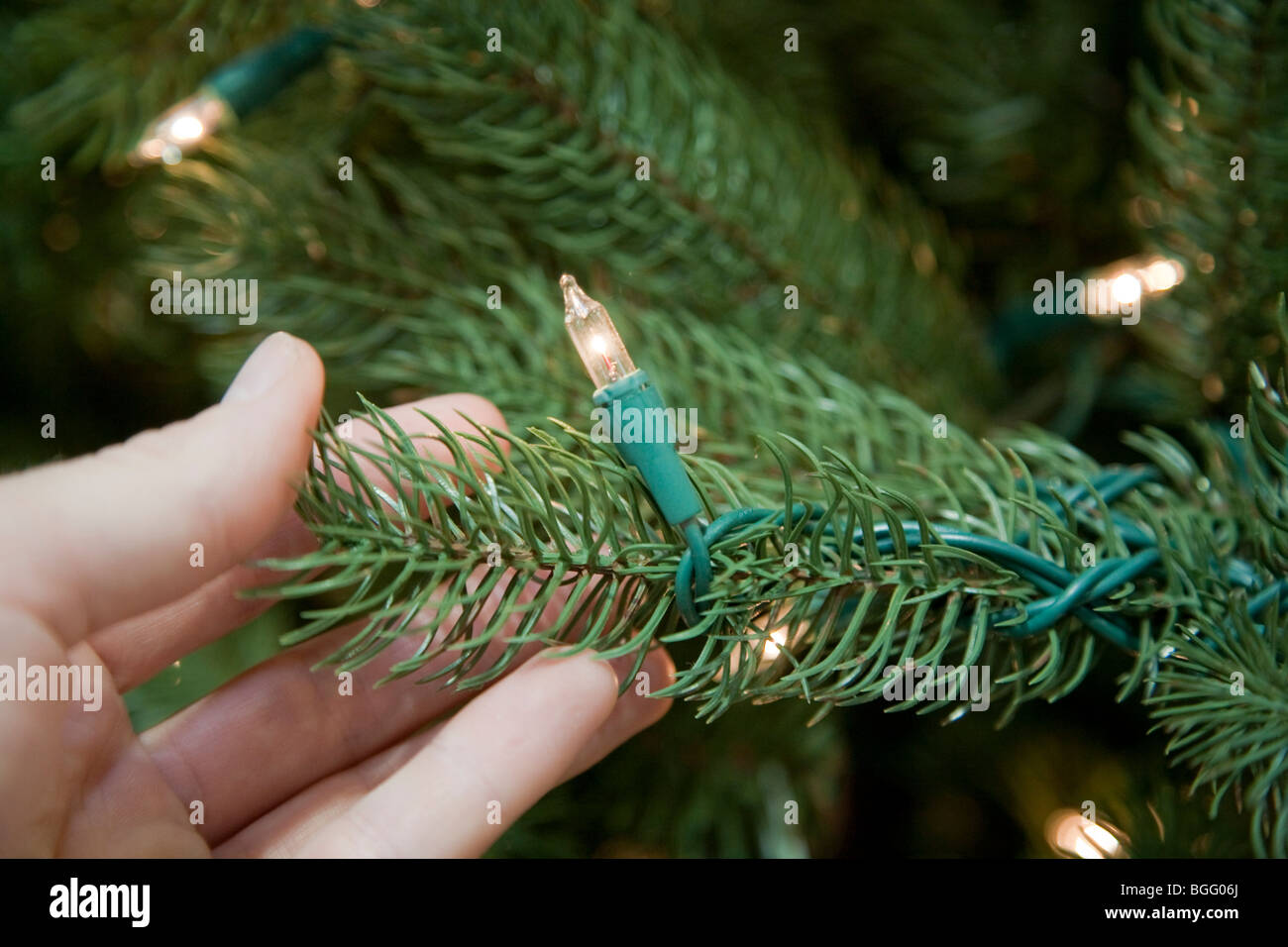 Close Up of hand holding holiday lights on artificial Christmas tree. Stock Photo