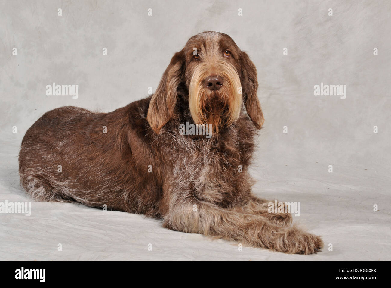 Spinone High Resolution Stock Photography And Images Alamy