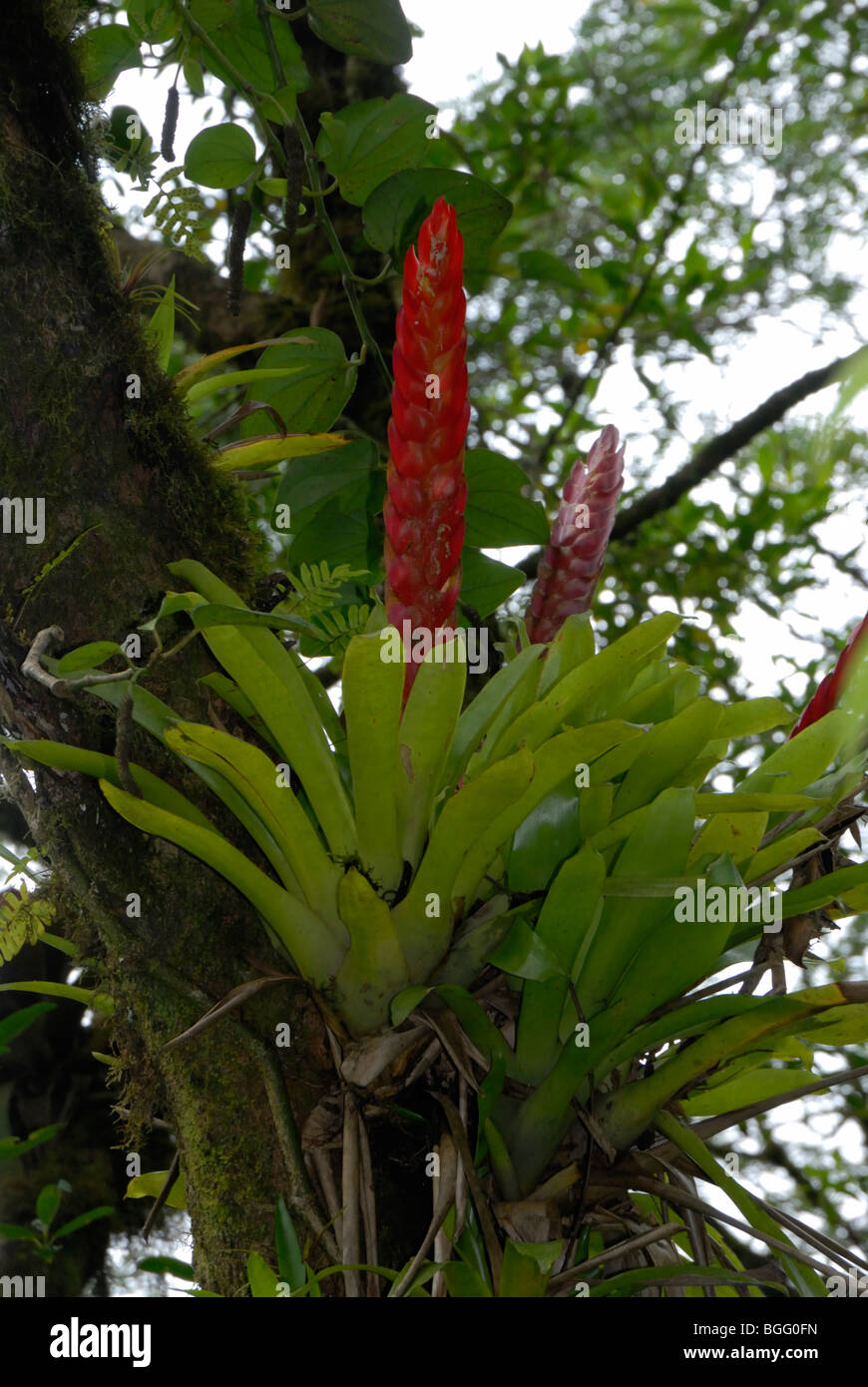 Bromelia (Vriesea inflata) growing on a tree branch, Atlantic Rainforest, Southern Brazil Stock Photo