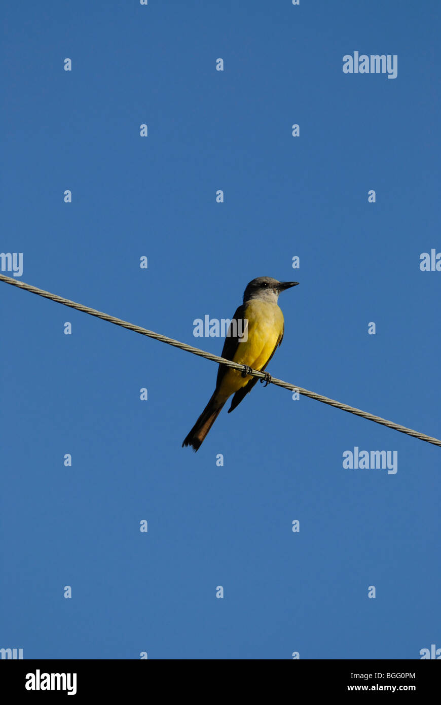 Tropical Kingbird (Tyrannus m. melancholicus ) on wire cable looking forward Stock Photo