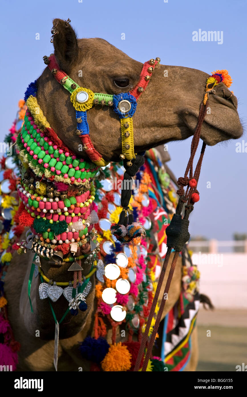 Camel With Traditional Decoration Bikaner Camel Festival
