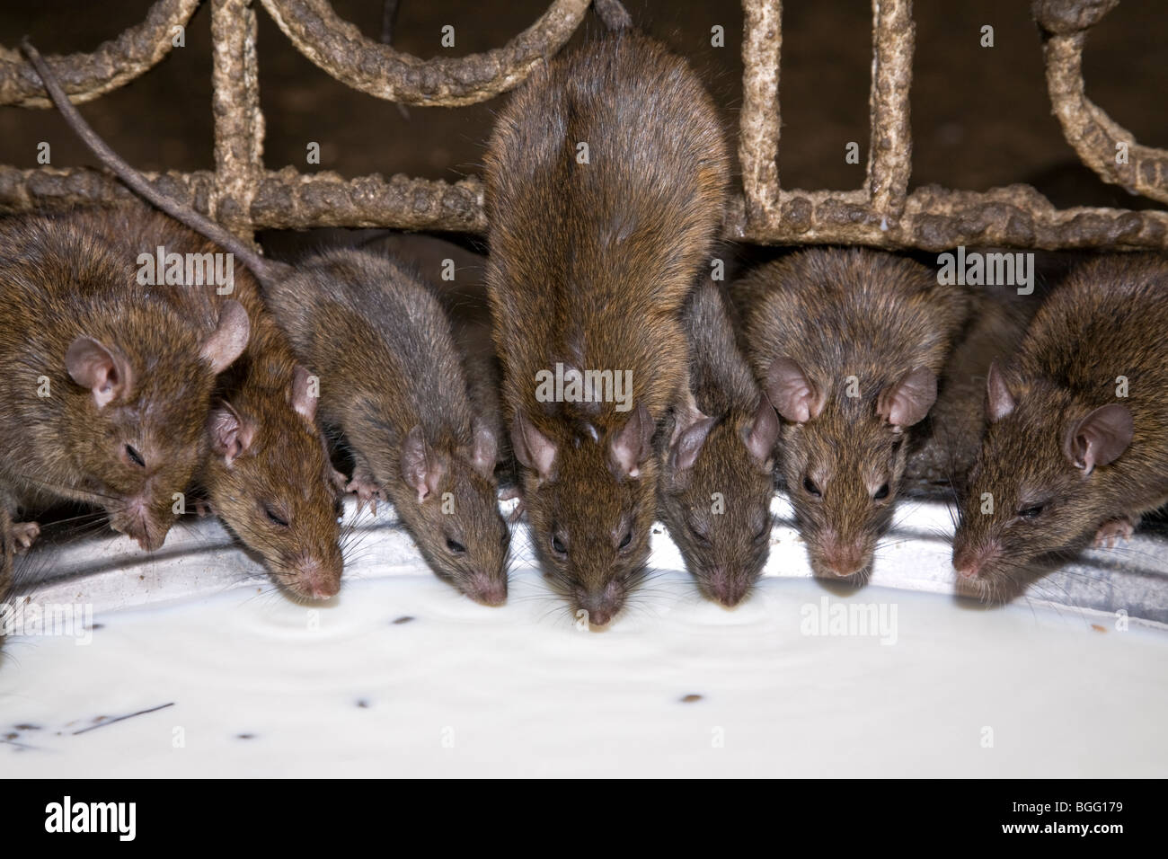 Rats drinking milk donated by the hindu pilgrims. Karni Mata Temple