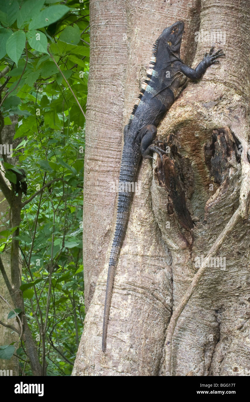 A ctenosaur, or black spiny-tailed iguana (Ctenosaura similis), perched on a tree. Stock Photo