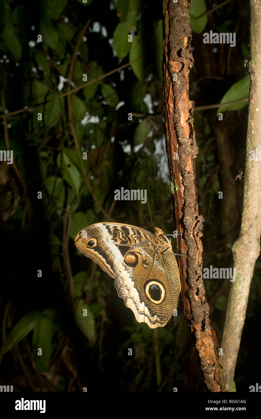 Owl butterfly at rest in the lowland tropical rainforests of Costa Rica