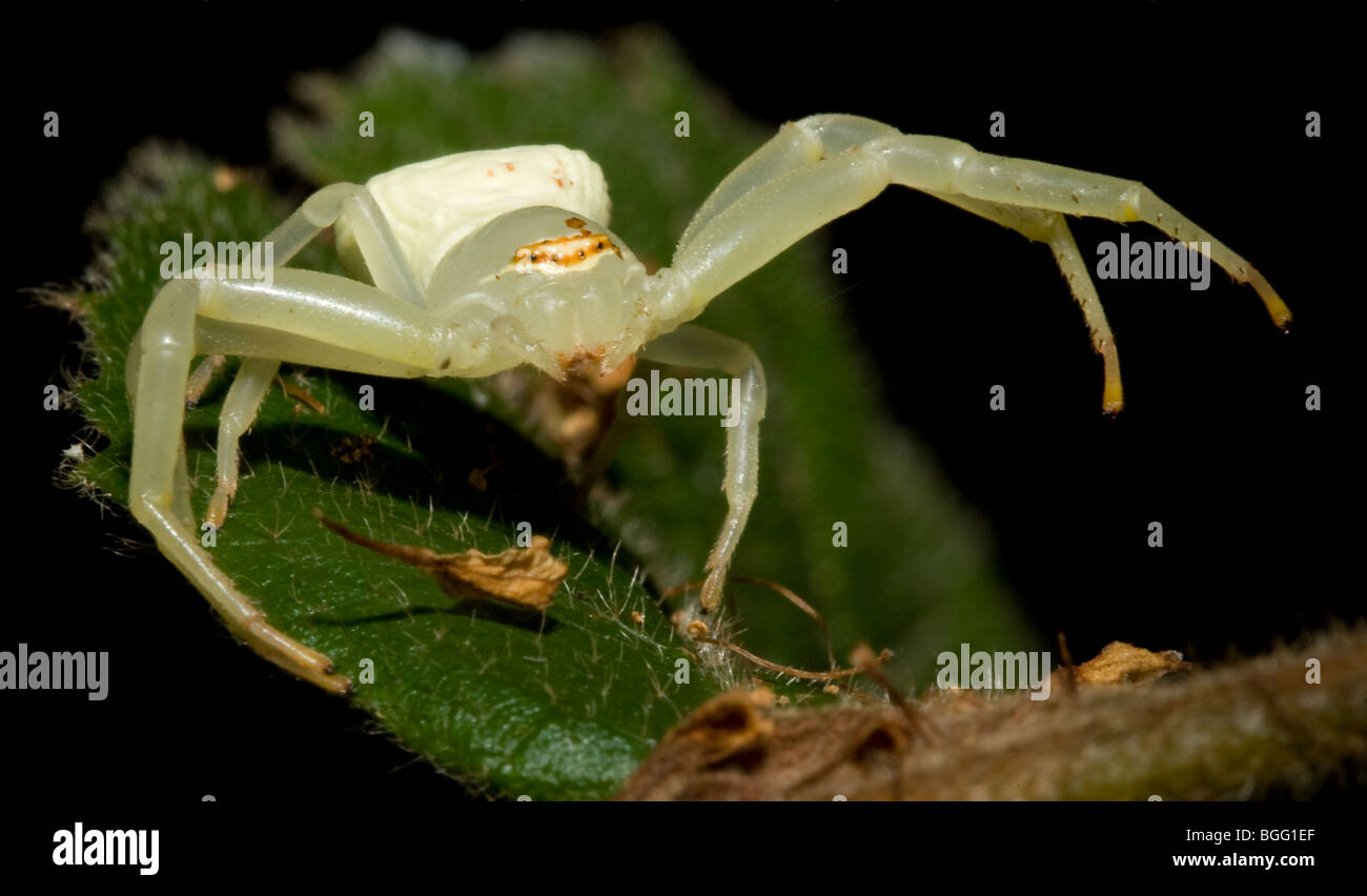 Crab spider, family Thomisidae Stock Photo Alamy