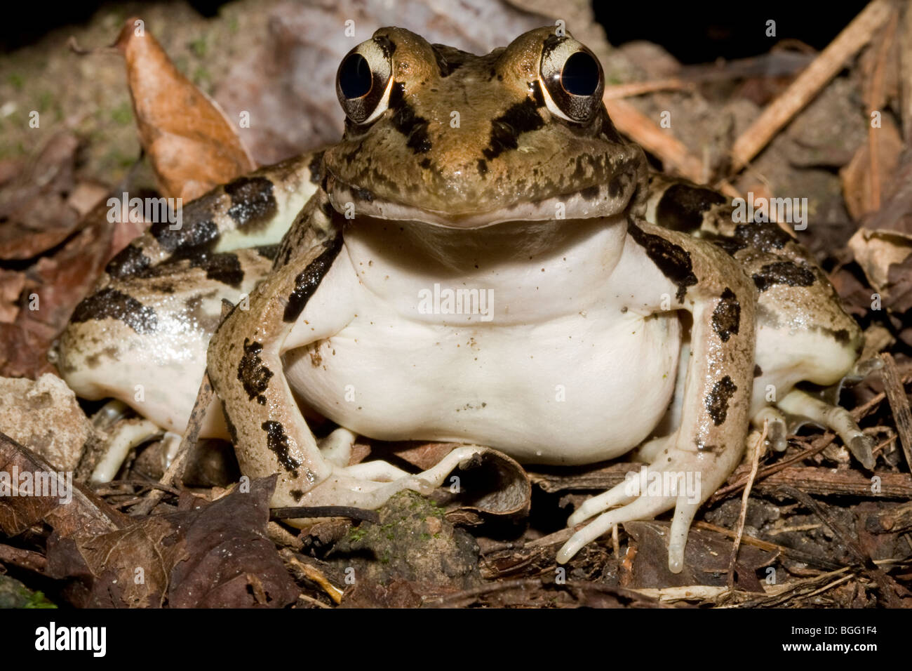A large Forrer's grass frog (Lithobates forreri) in leaf litter Stock