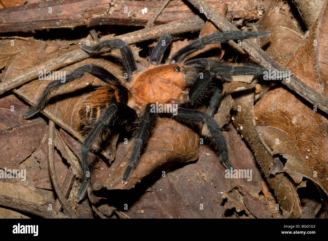 A Costa Rican tiger rump tarantula (Cyclosternum fasciatum). Stock Photo