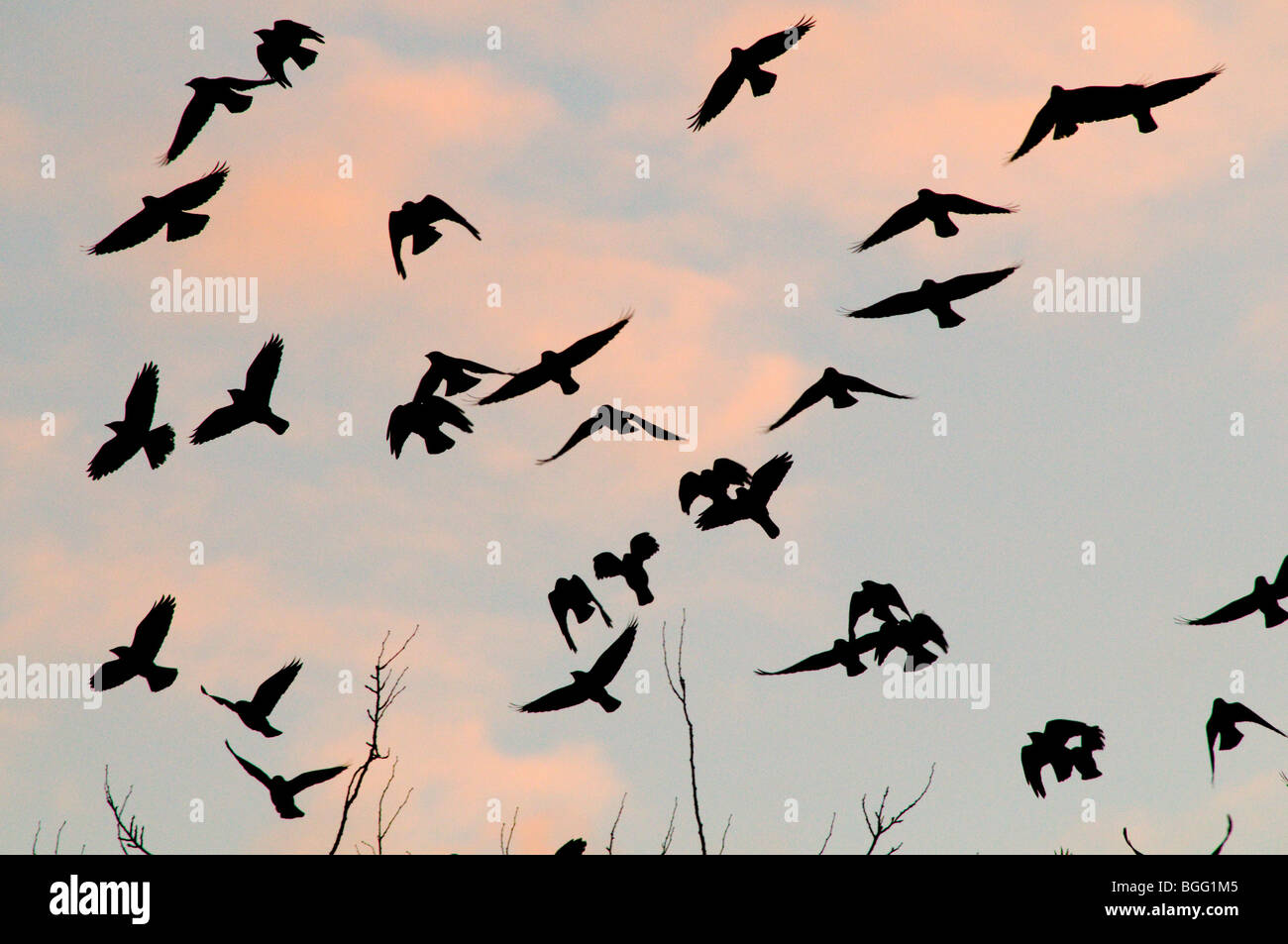 Jackdaws coming in to roost at Slimbridge in Gloucester UK Stock Photo