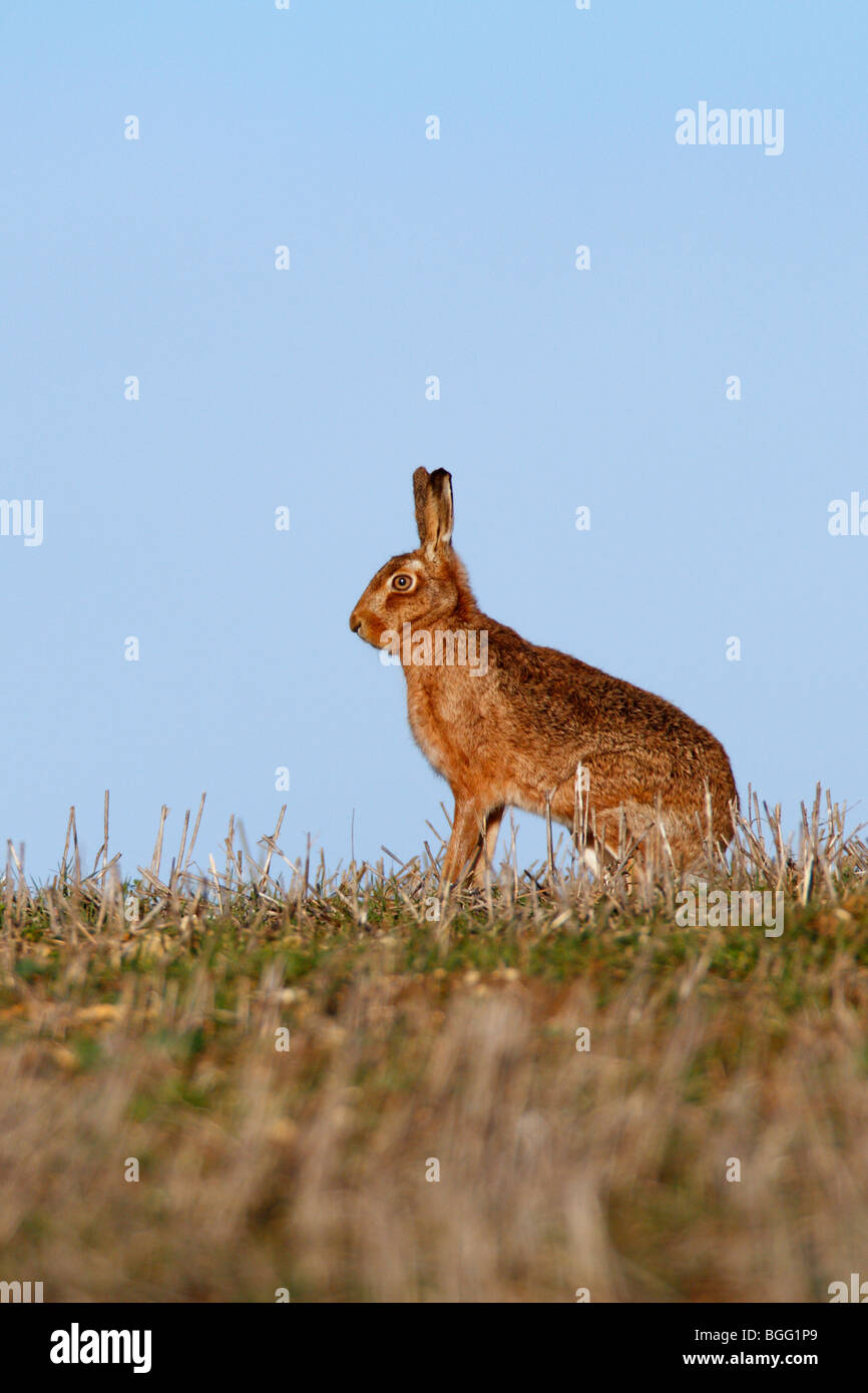 Brown Hare Lepus capensis sit alert blue sky ears Stock Photo