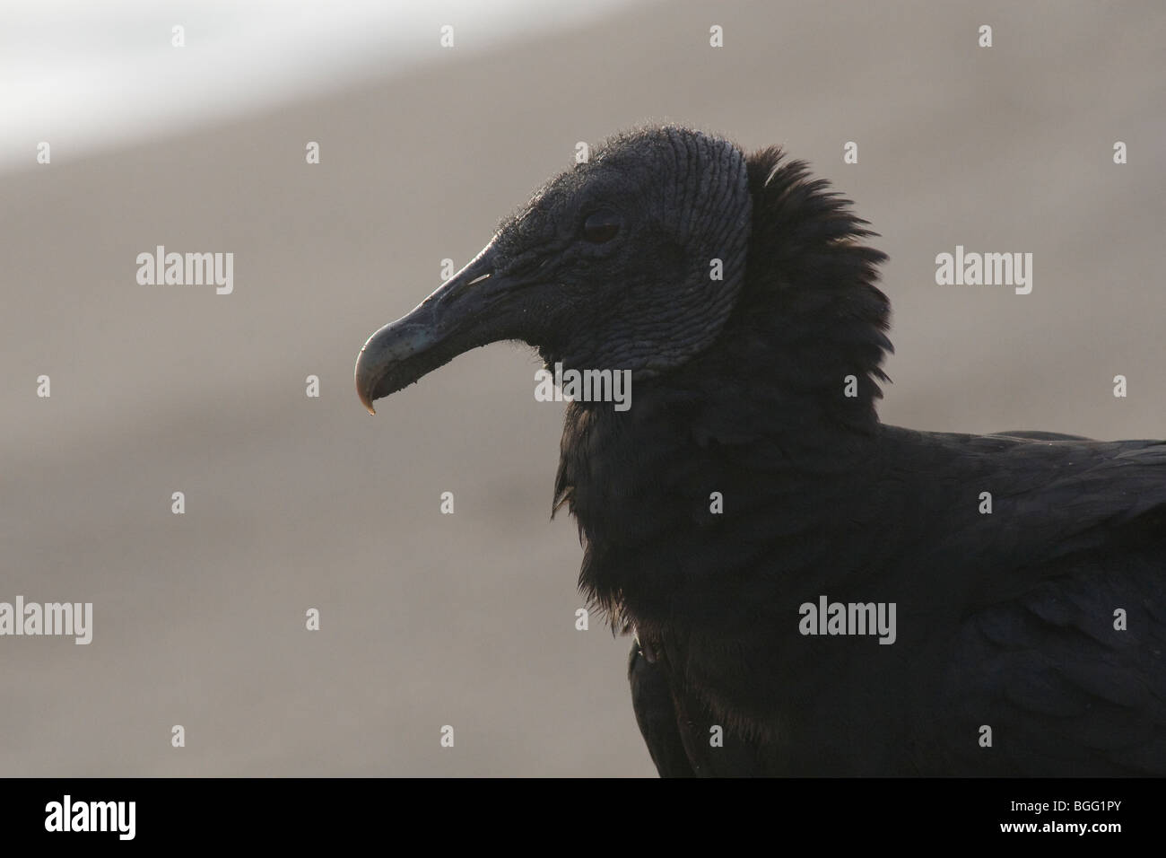 Black Vulture, Coragyps Atratus Stock Photo - Alamy