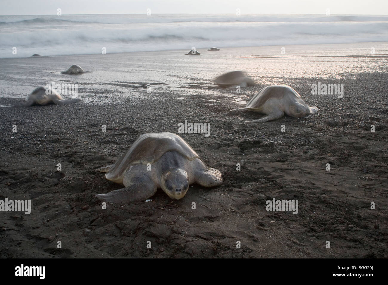 Olive Ridley Sea Turtles Lepidochelys Olivacea Climbing Onto Land To Lay Eggs Such Nesting 6156