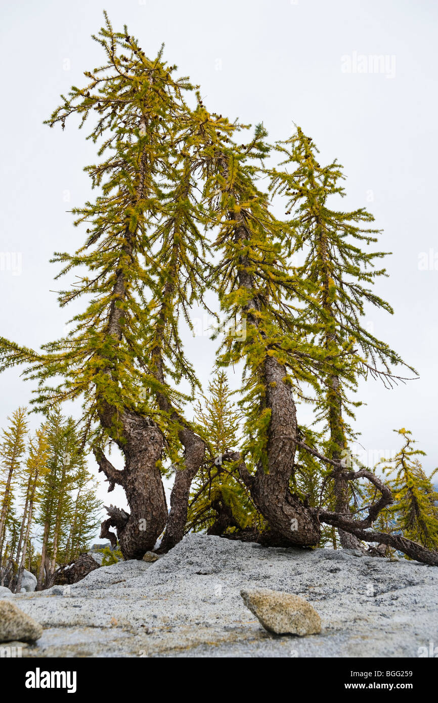Larch trees in Autumn, Enchantment Lakes Wilderness Area, Washington ...