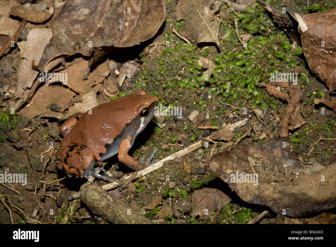 A sheep frog (Hypopachus variolosus), family Microhylidae. Stock Photo