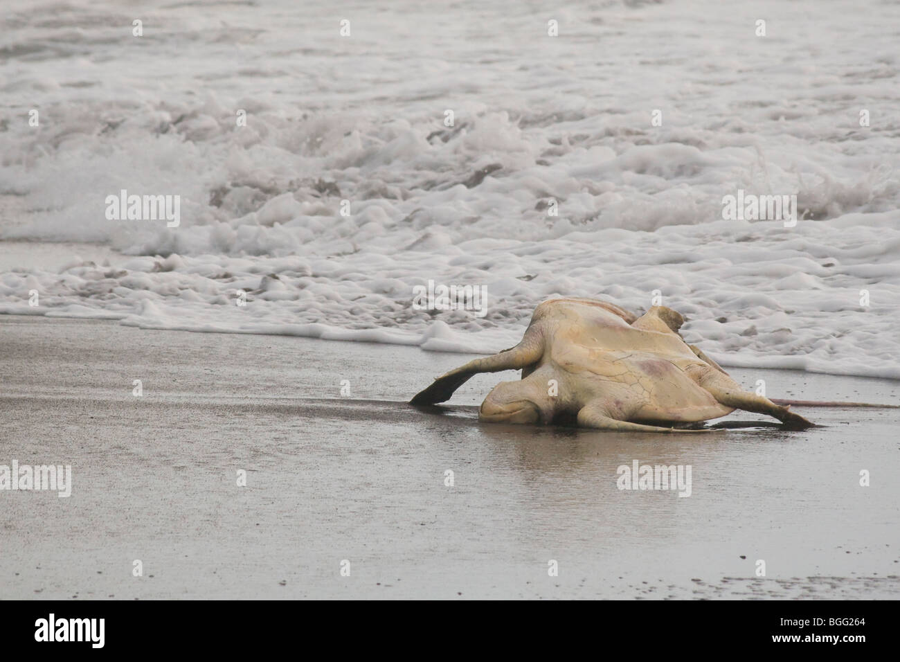 Dead Olive ridley sea turtles, Lepidochelys olivacea (an endangered species), washed up on a beach in Costa Rica. Stock Photo