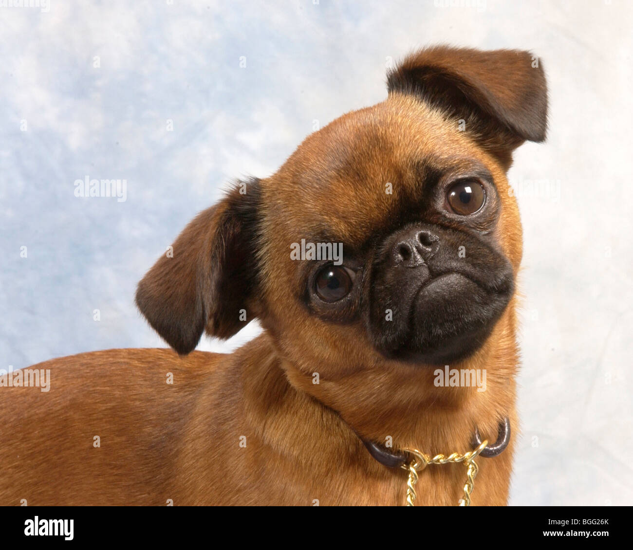 griffon bruxellois dog Stock Photo - Alamy