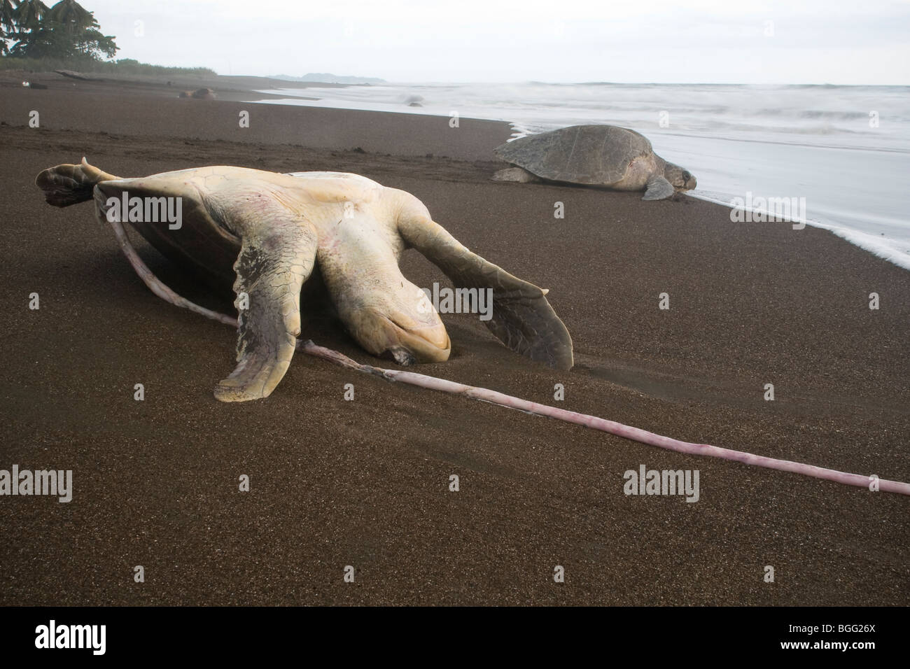 Dead Olive ridley sea turtles, Lepidochelys olivacea (an endangered species), washed up on a beach in Costa Rica. Stock Photo